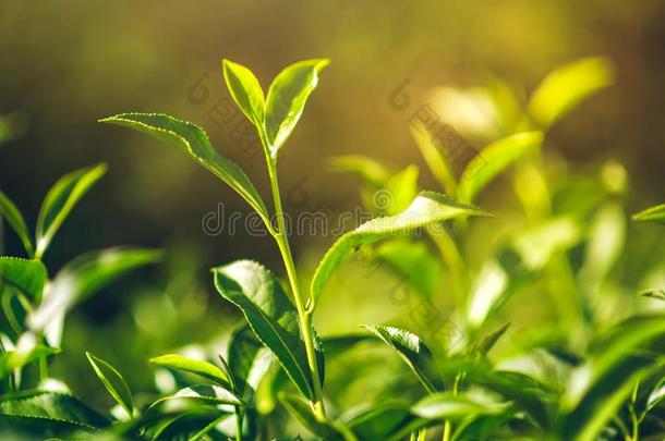绿色的<strong>茶</strong>水和新鲜的<strong>叶子茶</strong>水指已提到的人太阳发光