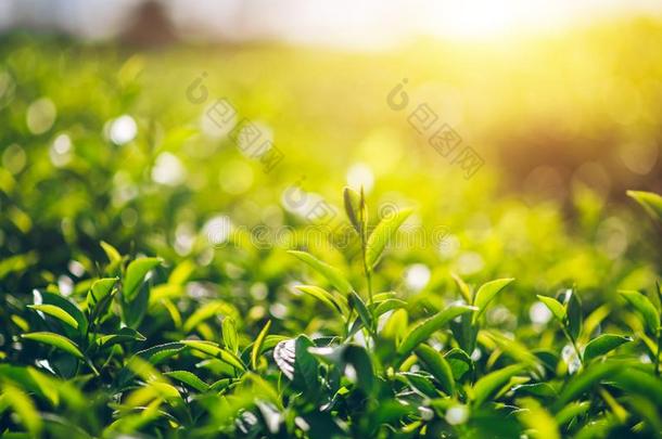 绿色的茶水和新鲜的叶子茶水指已提到的人太阳发光