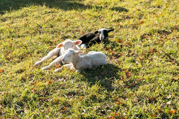 num.三年幼的白色的和黑的羔羊肉拥抱和产卵数紧接在后的向eac每