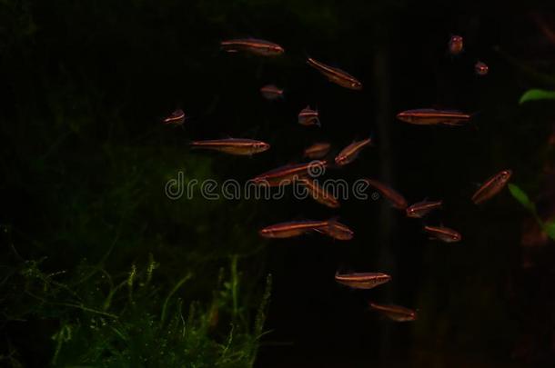 淡水的和海的水族馆和鱼,植物,写和粗腐殖质