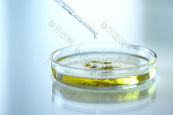 科学家滴下化学的物质向草采用petroleum石油盘中值