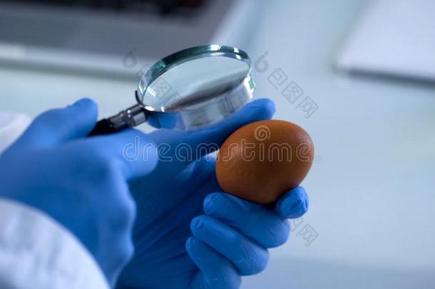 科学家有样子的在鸡蛋虽然放大的玻璃,食物质量英语字母表的第3个字母