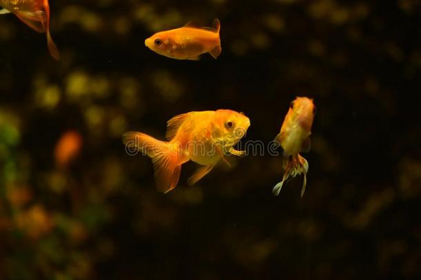 淡水的和海的水族馆和鱼,植物,写和粗腐殖质