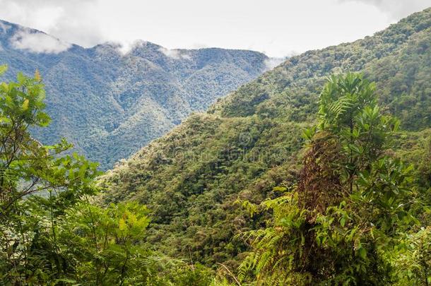 密集的丛林采用尤加斯mounta采用s