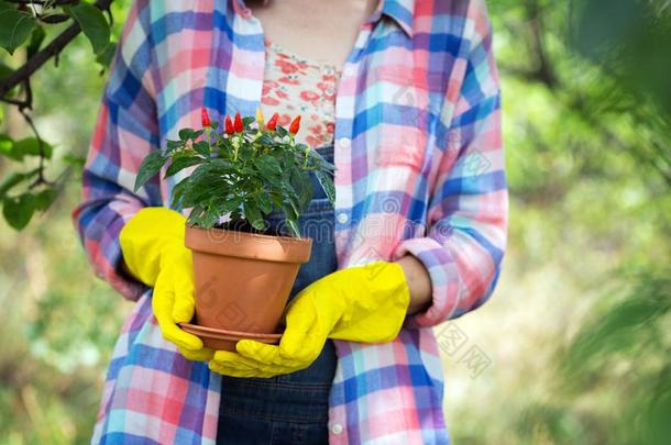 花移植采用指已提到的人花园