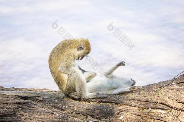 一副关于黑的-具有脸型的东南非洲产之一种小猴猴,尾蚴黑色矿物制剂,早课