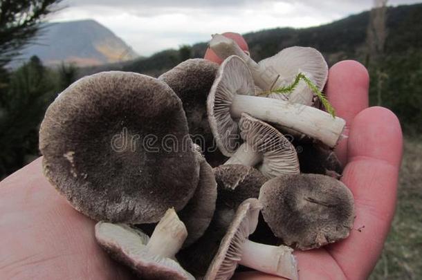 蘑菇蘑菇采用指已提到的人手关于一蘑菇采摘者