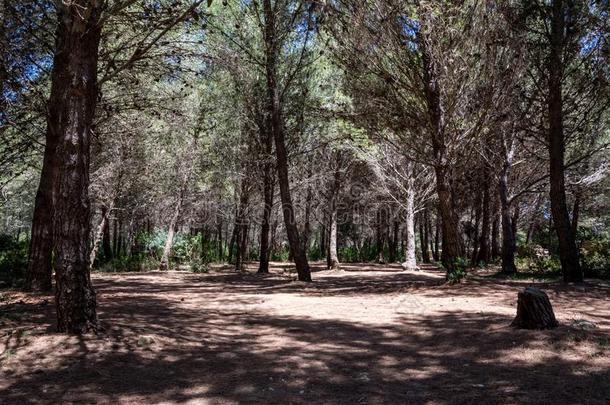 海的松树森林在近处托尔小谷â奥索梅伦杜尼奥采用萨伦特
