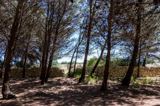 海的松树森林在近处托尔小谷â奥索梅伦杜尼奥采用萨伦特