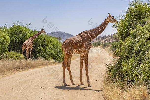 风景和两个网状的长颈鹿,长颈鹿鹿豹座