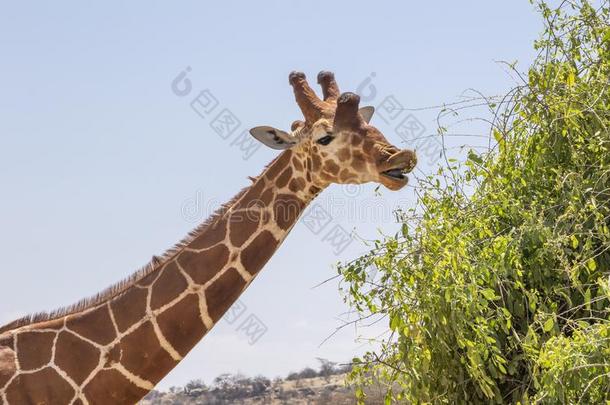 关在上面肖像关于上端和颈关于网状的长颈鹿,吉拉夫