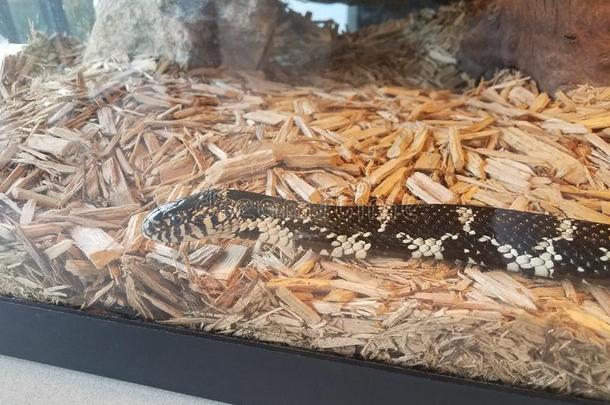 黑的和白色的蛇采用玻璃水族馆和木材炸马铃薯条