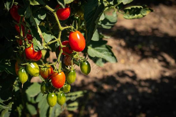 樱桃番茄生长的向指已提到的人藤和成熟在不同的SaoTomePrincipe圣多美和普林西比