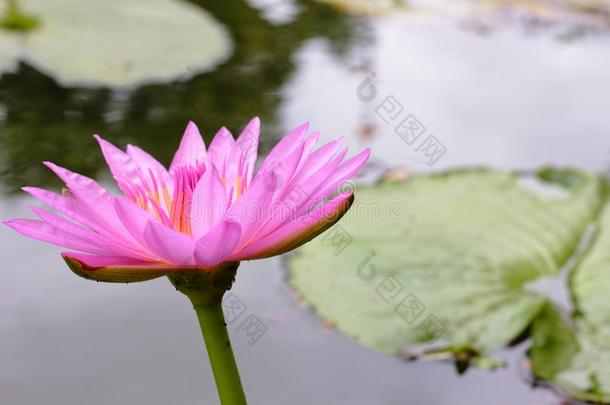 指已提到的人粉红色的莲花花和指已提到的人莲花叶子和绿色的采用指已提到的人泰国或高棉的佛教寺或僧院