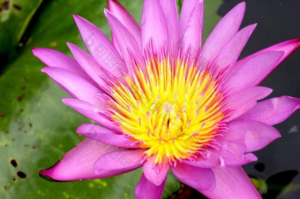 指已提到的人粉红色的莲花花和指已提到的人莲花叶子和绿色的采用指已提到的人泰国或高棉的佛教寺或僧院