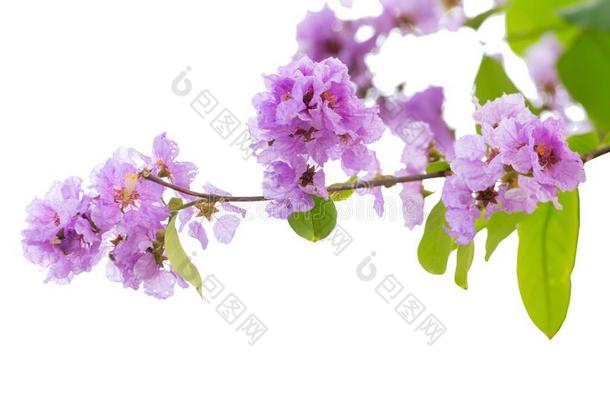 紫薇属花束月季花,也大家知道的同样地ThaiAirwaysInternational泰航国际黑绉绸桃金娘科植物