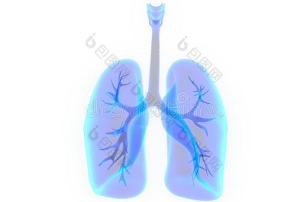 人身体机构呼吸的体系肺解剖