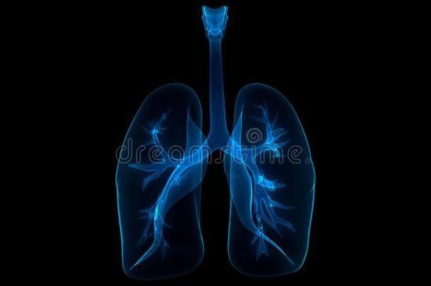 人身体机构呼吸的体系<strong>肺解剖</strong>