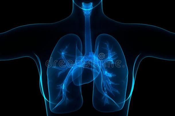 人身体机构呼吸的体系肺解剖