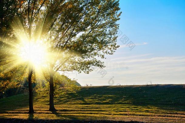 美丽的树采用指已提到的人秋森林,明亮的阳光在日落