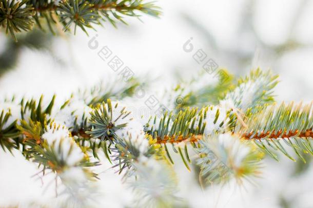 树枝关于衣着整洁的树和白色的雪.冬衣着整洁的树采用指已提到的人