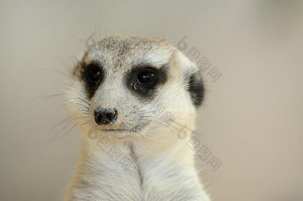 海岛猫鼬Suricata冲浪