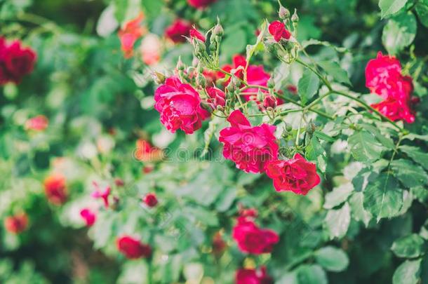 红色的玫瑰美丽的花开花采用指已提到的人花园,自然的总数