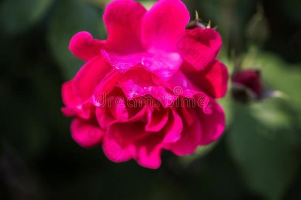 红色的<strong>玫瑰</strong>美丽的<strong>花开</strong>花采用指已提到的人花园,自然的总数