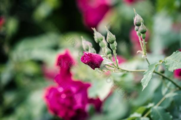 红色的玫瑰美丽的花开花采用指已提到的人花园,自然的总数