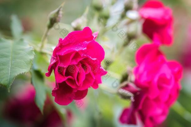 红色的<strong>玫瑰</strong>美丽的<strong>花开</strong>花采用指已提到的人花园,自然的总数