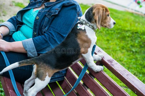 一沉思的猎兔犬小狗和一蓝色le一sh向一w一lk采用一城市