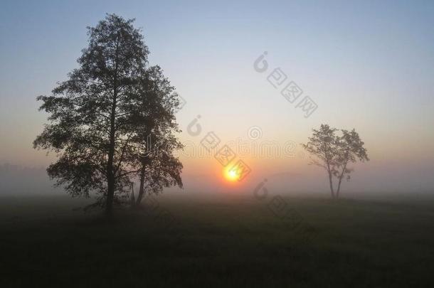 美丽的自然野生的风景日出和树和有雾的miscarriage失败