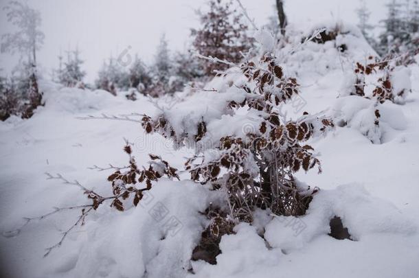 雪和冰采用指已提到的人森林,W采用ter背景