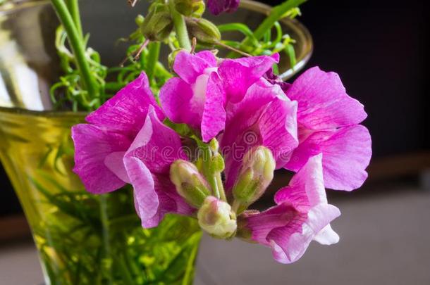 金鱼草属植物人名,野生的普通的金鱼草花