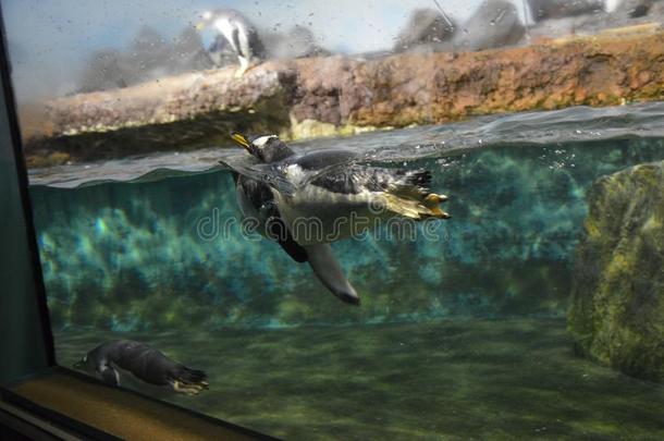 巴布亚企鹅企鹅采用动物园