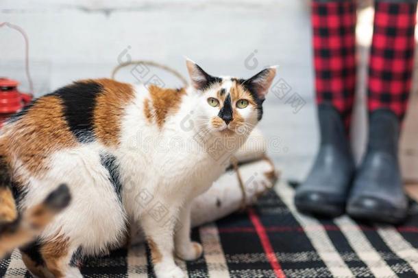 印花布猫向彩格呢小块地毯