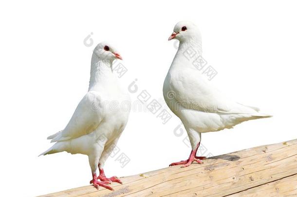 两个白色的鸽子