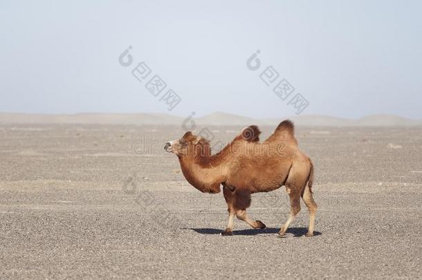 bactrian骆驼双峰驼骆驼步行采用指已提到的人沙漠或戈壁采用N或thwest关于希腊字母的第22字