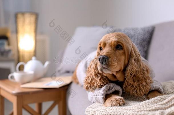 漂亮的<strong>娇养</strong>獚狗狗采用愈合毛衣向沙发在家.