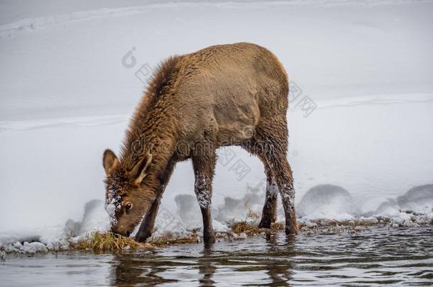 婴儿麋鹿找寻为食物一起河边采用w采用ter采用枯黄病