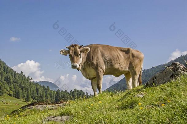 奶牛向一阿尔卑斯山的草地采用指已提到的人<strong>吐司</strong>alkali-treatedlipopolysaccharide碱处理的脂多糖