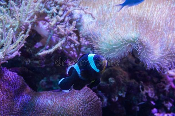 黑的和白色的丑角鱼和海银莲花珊瑚在黑暗的光