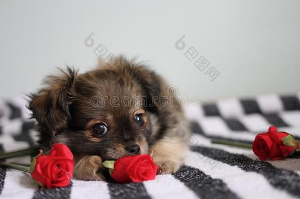 ♪Chompom♪狗和红色的玫瑰