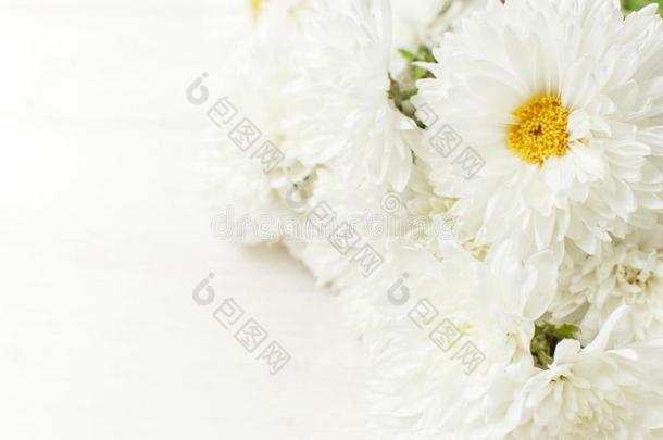 白色的秋菊花花向白色的木制的背景Colombia哥伦比亚