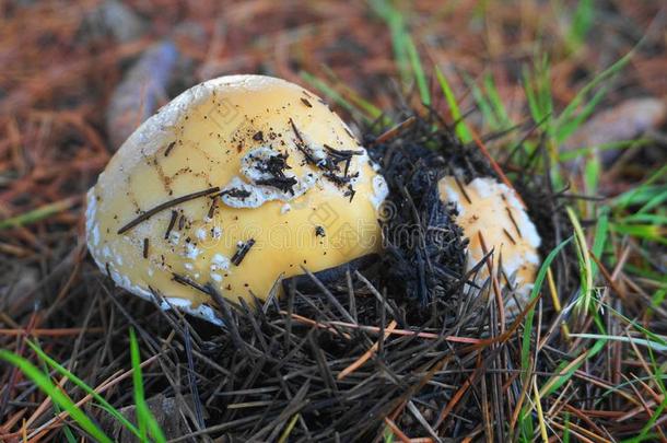 两个伞形毒菌吉玛塔是<strong>一颗</strong>宝石蘑菇向草背景.