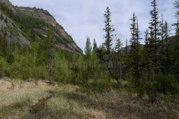 针叶树林地带风景在近处指已提到的人村民关于阿克塔什,乌拉甘斯基地区,