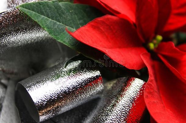 美丽的红色的圣诞节花猩猩木和银弓