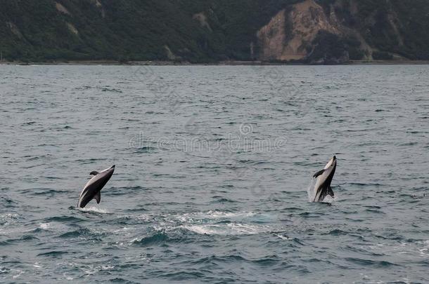 昏暗的海豚游泳从落下指已提到的人海岸关于凯库拉,新的西兰岛
