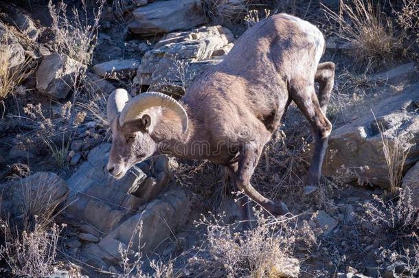 野生的鸟兽等采用有色的.美国科罗拉多州多岩石的Mounta采用大角羊公羊
