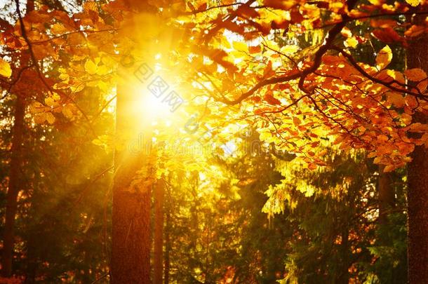看法关于暖和的阳光采用秋混合的森林